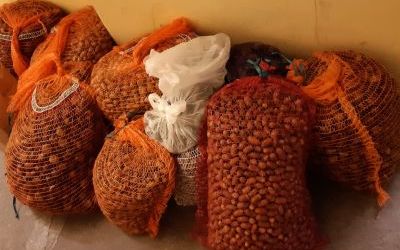 Zebraliśmy prawie 400 kg żołędzi i kasztanów!!!