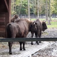 Zebraliśmy prawie 400 kg żołędzi i kasztanów!!!
